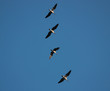 goose