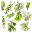 Evergreen plants branches isolated set Evergreen plants branches isolated set