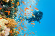 Diver on the coral reef