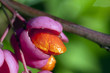 Gewöhnliche Spindelstrauch - Euonymus europaeus