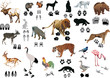 color animals and tracks color animals and tracks