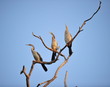 cormoran