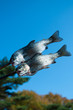 Trout