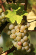 Foto: cluster of white grapes cluster of white grapes