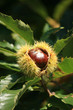 Foto: chestnut husk full chestnut husk full