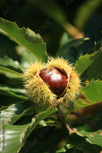 Foto: chestnut husk full chestnut husk full