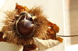 chestnut
