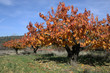 cerisiers à l automne cerisiers à l automne