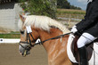 Foto: Pferd und Reiterin beim Reitturnier Pferd und Reiterin beim Reitturnier