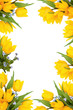 Spring Flower Frame