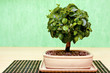 Bonsai