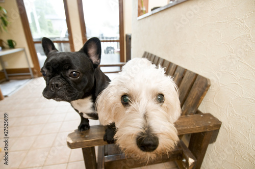 Photo: 犬 犬