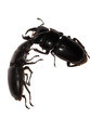 stag beetle fighting stag beetle fighting