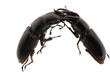 stag beetle fighting stag beetle fighting