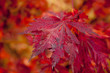 foglia rossa