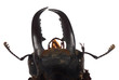 stag beetle head macro isolated stag beetle head macro isolated