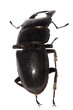 stag beetle isolated stag beetle isolated