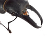 stag beetle head macro isolated stag beetle head macro isolated