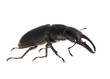 stag beetle isolated stag beetle isolated