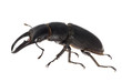 stag beetle isolated stag beetle isolated