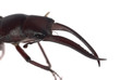 stag beetle isolated stag beetle isolated