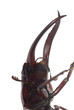 stag beetle head macro isolated stag beetle head macro isolated