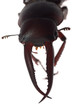 stag beetle head macro isolated stag beetle head macro isolated