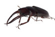 stag beetle isolated stag beetle isolated