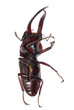 stag beetle isolated stag beetle isolated