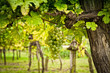 Vineyard with White Grapes Vineyard with White Grapes