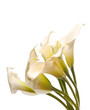beautiful flowers beautiful flowers