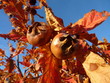 nèfles en automne sur la branche nèfles en automne sur la branche