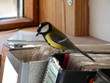 mésange charbonnière à la maison, mésange charbonnière à la maison,