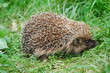 Hedgehog