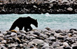 Grizzly wildlife