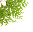 Green fresh juniper branch isolated on white