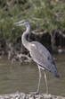 Grey Heron, Ardea cinerea