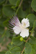 fiore di cappero