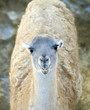 Young Llama looking at the camera