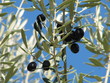 ramas de olivo