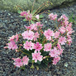 Bitterwurz, Lewisia cotyledon