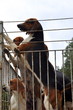 CHIEN DE CHASSE