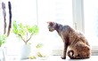 Katze am Fenster