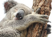 Sleeping koala isolated on white