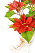 Red poinsettia isolated on a white background Red poinsettia isolated on a white background