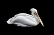 Curly Pelican over black