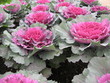 oleracea