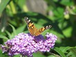 Painted Lady (Vanessa cardui) on buddleia
