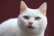 Odd-Eyed Katz