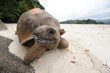 Riesenschildkröte